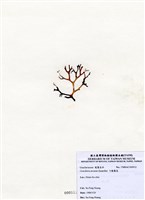 藏品(弓龍鬚菜)的圖片